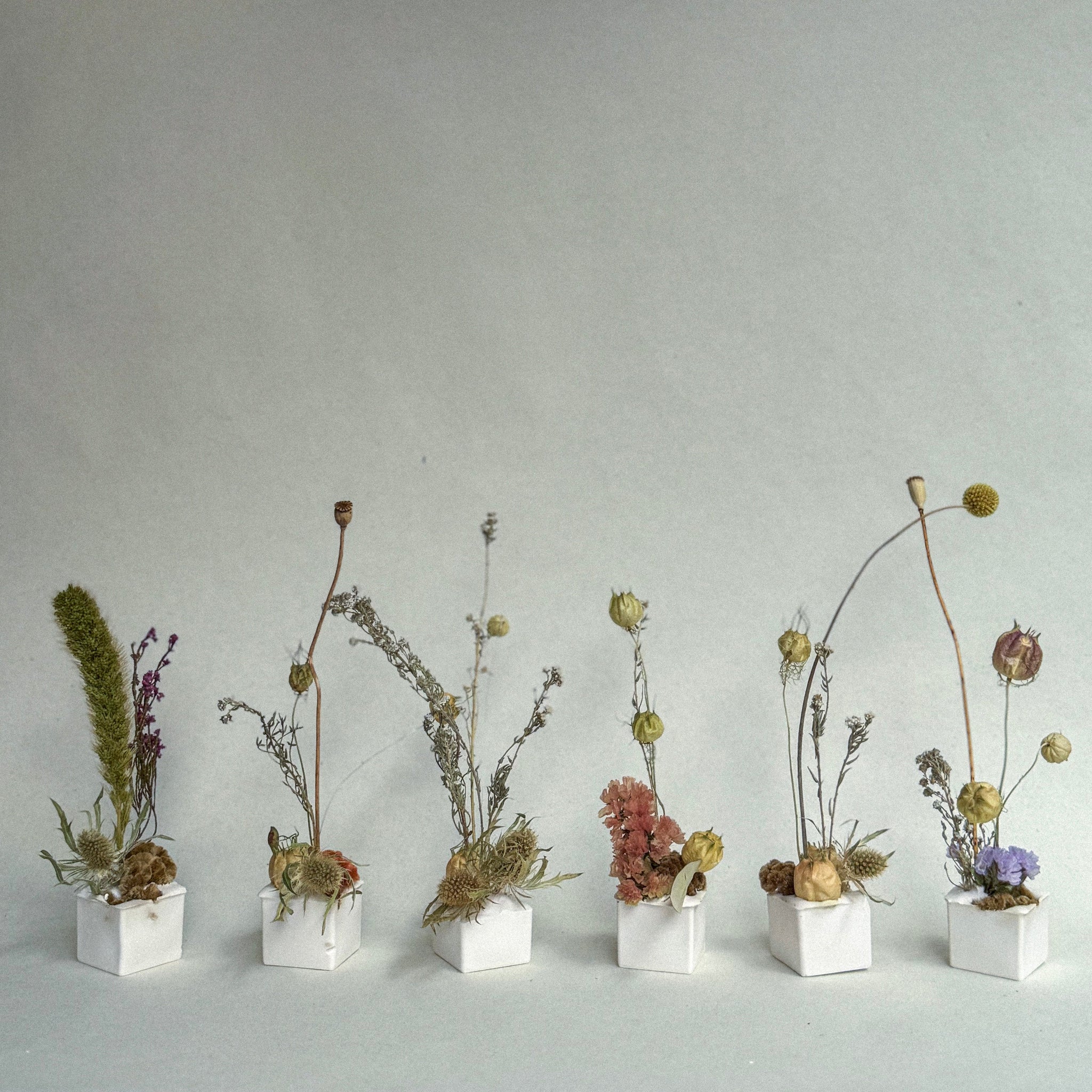 Small dried plant arrangements in white cubes on a light gray surface with a blurred background.