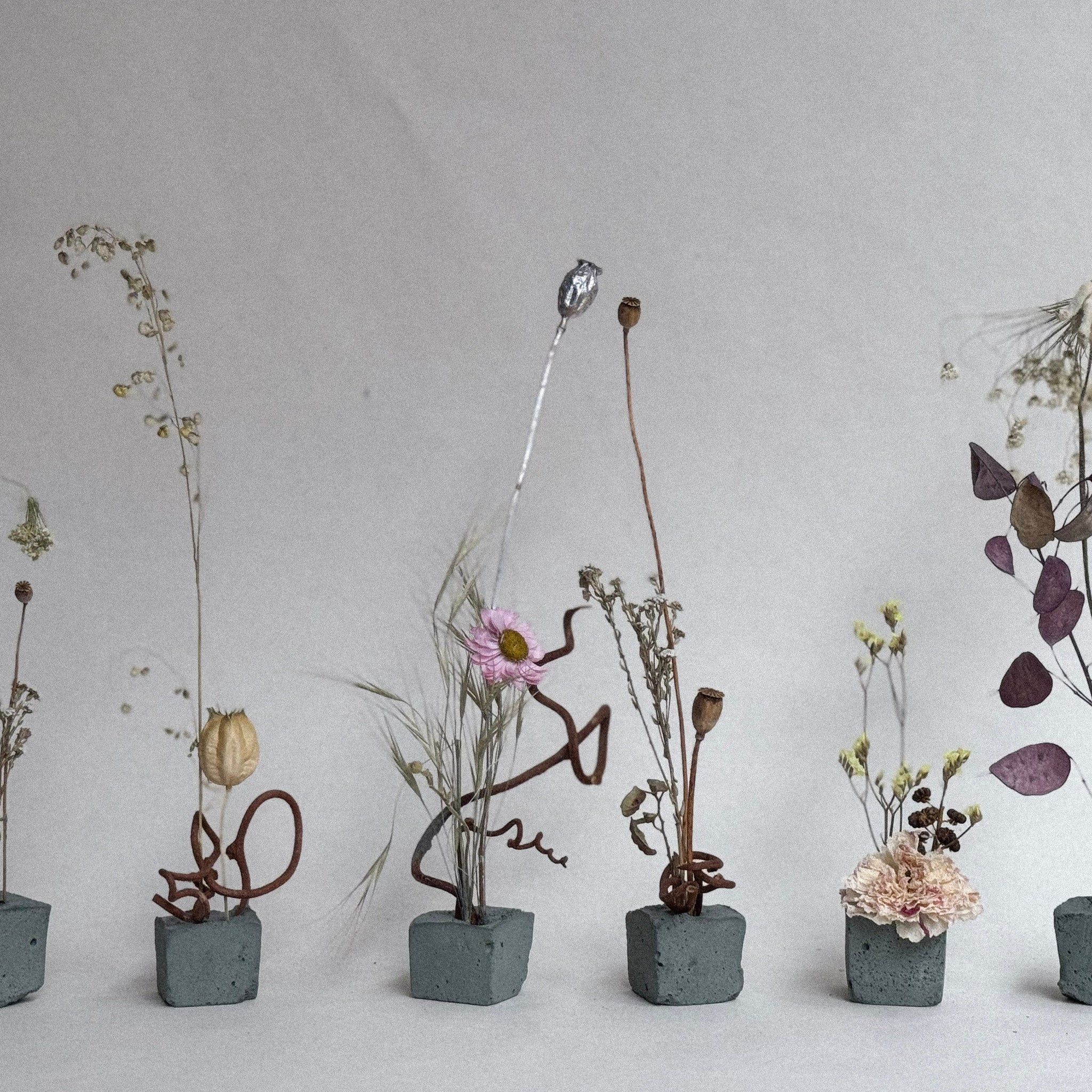 Small potted plants with dried flowers on a light gray background